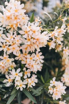 small white flowers are blooming in the garden