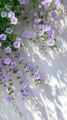 purple flowers growing on the side of a white wall