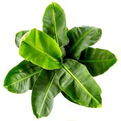 a large green leafy plant on a white background