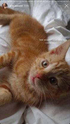 an orange cat laying on top of a white sheet covered in sheets and blankets with the caption, i am not sure what this is