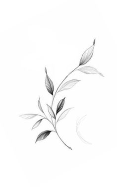 a black and white photo of a branch with leaves in the middle, on a white background