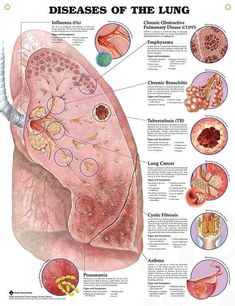 a diagram of the lungs and their functions in each section of the body, including the liver