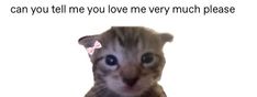 Cat Icon, Cute Memes, Wholesome Memes, Love Memes, Funny Cute Cats, Silly Cats