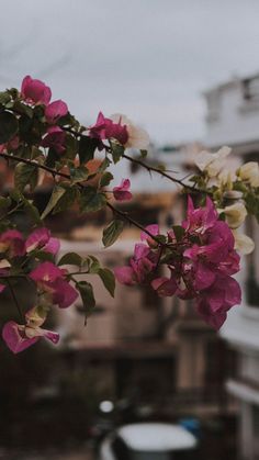 pink and white flowers are hanging from a branch in front of a building on a cloudy day