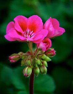 a pink flower with green leaves in the background