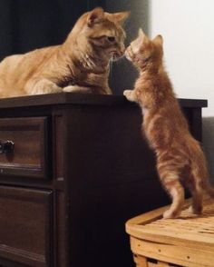 two cats are playing with each other on top of a dresser and table in the living room