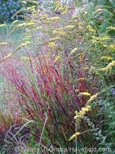 some red and yellow plants in the grass