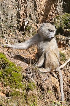 Baboon in Rwanda Baboon