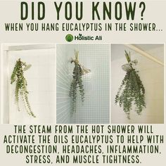 Eucalyptus In The Shower, Organising Tips, Magia Das Ervas, Natural Health Remedies, The Shower, Plant Mom, Health Facts, Useful Life Hacks, Health Remedies