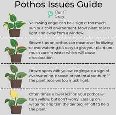 the pothos issues guide is shown with instructions for how to get rido plants