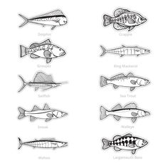 different types of fish are shown in black and white