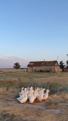 a flock of ducks walking across a field next to an old wooden barn in the distance