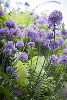 an image of purple flowers with green leaves in the foreground and text that reads, above alliumas merge with other ferns in the post garden