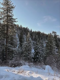 the snow covered ground is surrounded by pine trees