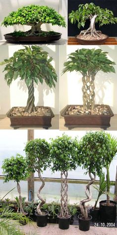 several different types of bonsai trees in pots