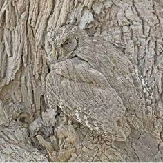 an owl sitting on the trunk of a tree