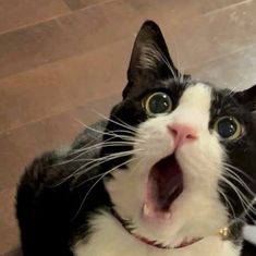 a black and white cat yawns while laying on the floor with its mouth open