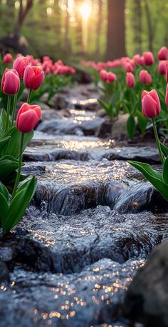 pink tulips are growing in the water near rocks and trees with sunlight shining on them