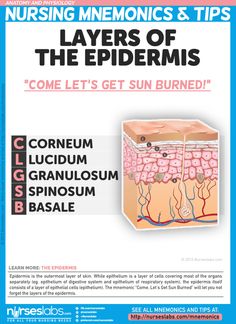 a poster with the words, layers of the epideris and an image of a