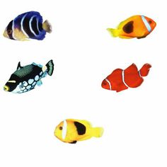 four different types of fish on a white background