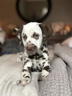 a white and brown dog laying on top of a bed next to a mirror in a room