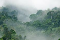 the trees are covered in thick fog and low lying mist on the mountain side,