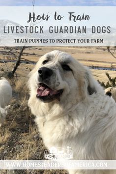 a large white dog standing on top of a dry grass field