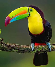 a colorful toucan perched on a branch