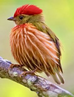 a bird with red feathers is sitting on a branch