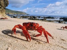 a red crab is walking on the beach