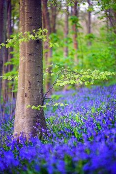 bluebells in the woods are blooming all over the ground and on the trees