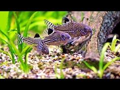 two zebra fish in an aquarium looking at each other