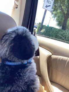 a dog sitting in the back seat of a car