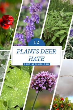 Keep deer out of your garden with Pond Informer's 12 top-recommended plants they hate!  #pondinformer #deer #plant #repellent Plants Deer Hate, Deer Repellent Plants, How To Keep Deer From Eating Plants, Deer Deterent Plants, Plants That Repel Deer, Garden With Pond