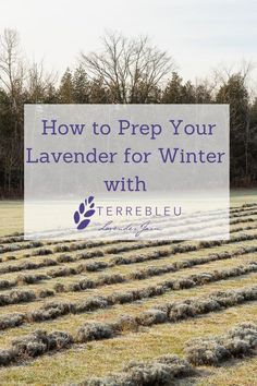 lavender field with text overlaying how to prep your lavender for winter with terrielu