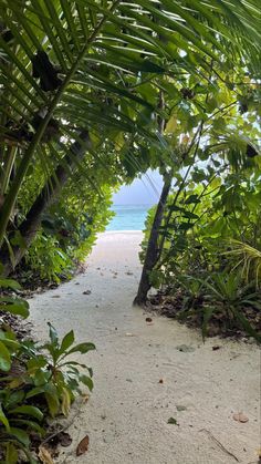 the path to the beach is lined with tropical trees and plants, along with white sand