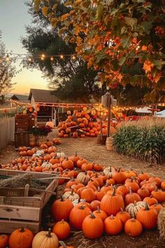 pumpkins and hay bales are piled up in the yard at dusk with lights strung overhead