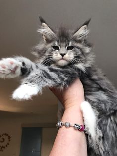 a cat that is sitting on someone's arm with its paw in the air