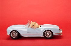 a toy car with a hamster in the passenger seat on a red background,