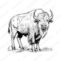 an ink drawing of a bison standing in the grass with long horns and large horns