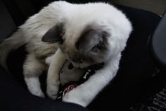 a white cat sitting on top of a black chair next to a stuffed animal toy