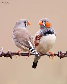 two birds sitting on top of a barbed wire