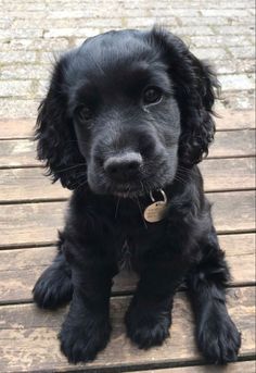 a black dog sitting on top of a wooden floor