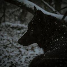 a black wolf standing in the snow with its head turned to the side and eyes open