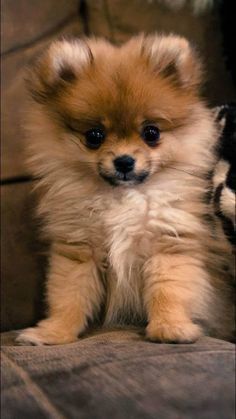 a small brown dog sitting on top of a wooden floor