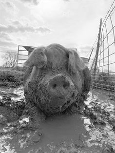 an animal that is laying down in the mud with it's head sticking out