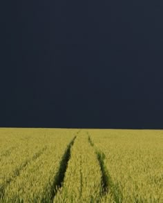 two tracks in the middle of a wheat field