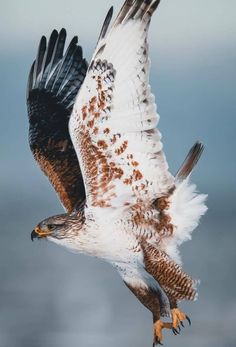 a large bird flying over the ocean with it's wings spread out and taloning