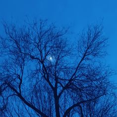 the moon is visible through the branches of trees