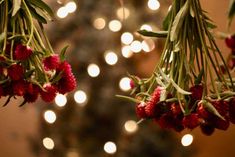 some red flowers hanging from a tree with lights in the background